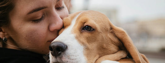 Il cane perde eccessivamente pelo o cosa fare se il pelo del cane cade?