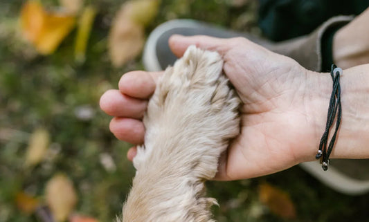 7 motivi per cui il tuo cane si lecca spesso le zampe (e come risolverlo)