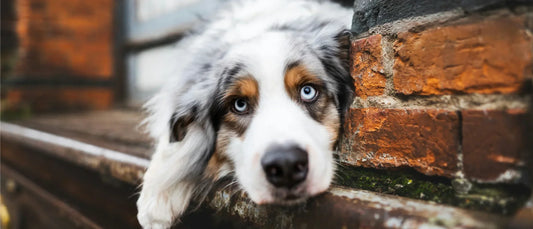 Sangue nelle feci del cane: cosa fare se il cane ha sangue nelle feci?